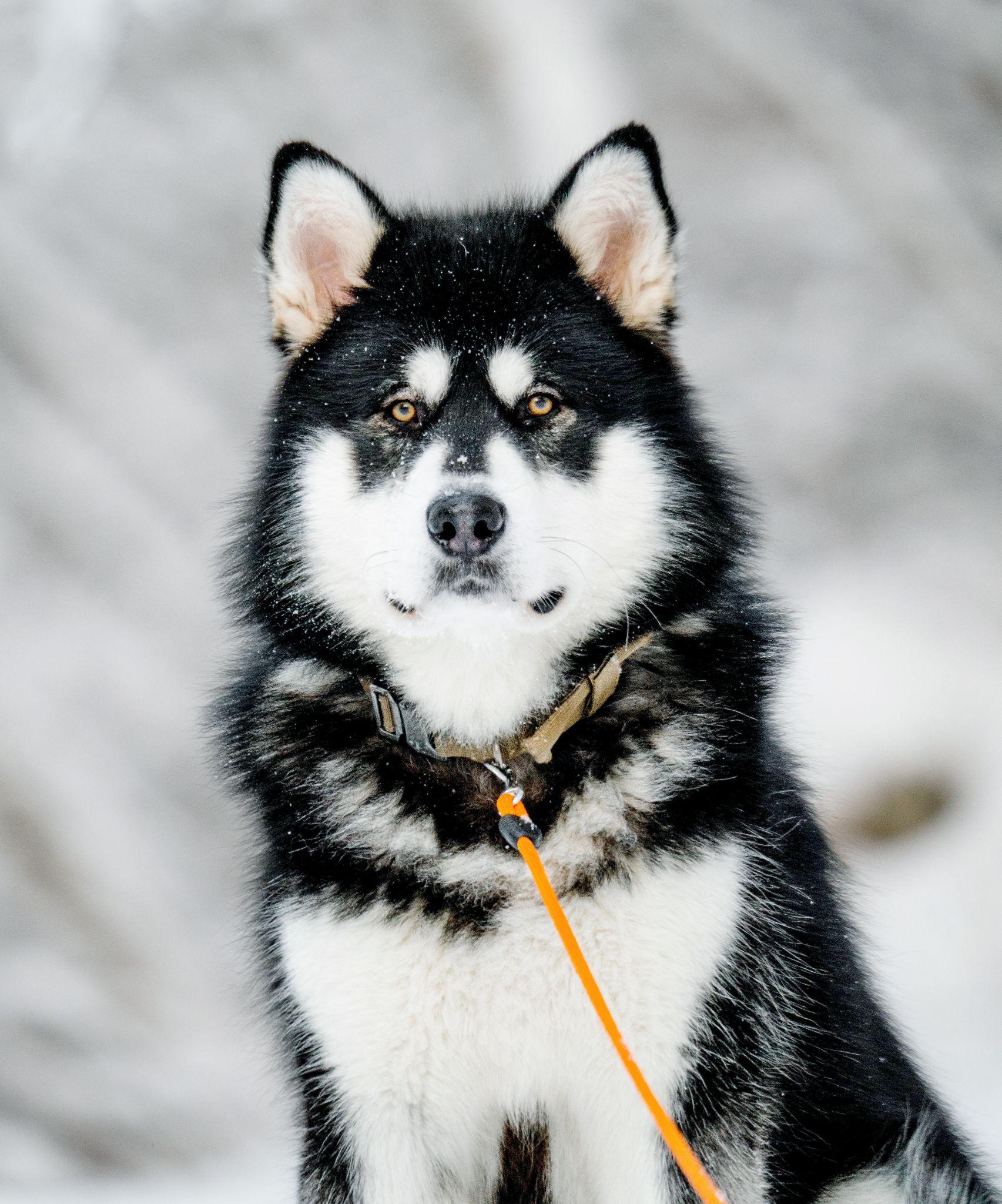 Chó Alaska - Cách phân biệt với chó Husky và cách nuôi - 9