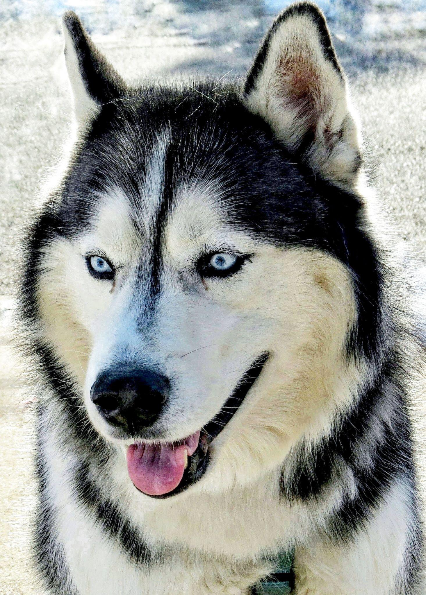 Chó Alaska - Cách phân biệt với chó Husky và cách nuôi - 18