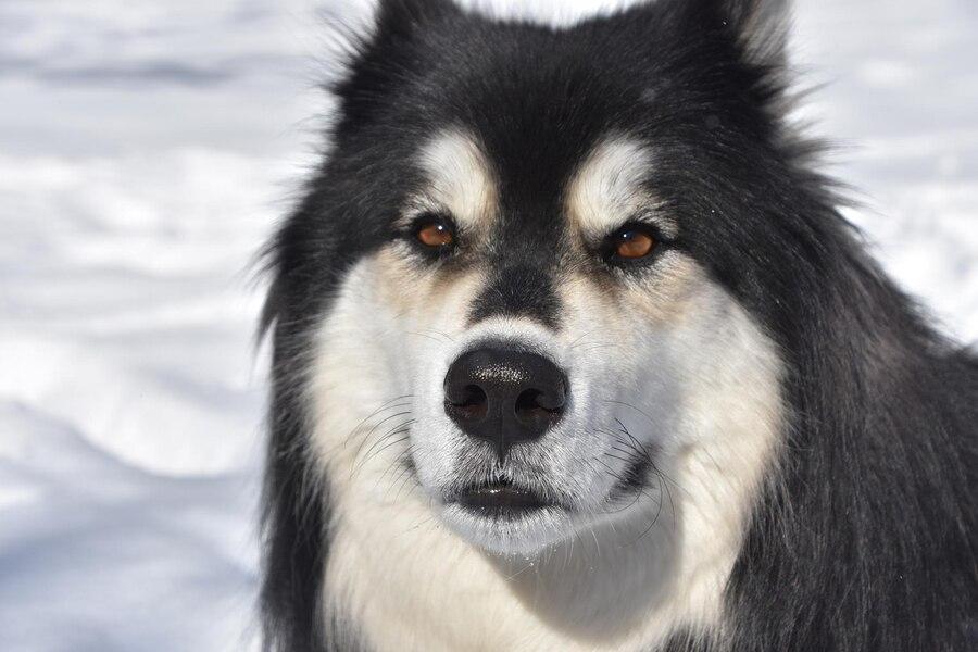 Chó Alaska - Cách phân biệt với chó Husky và cách nuôi - 33