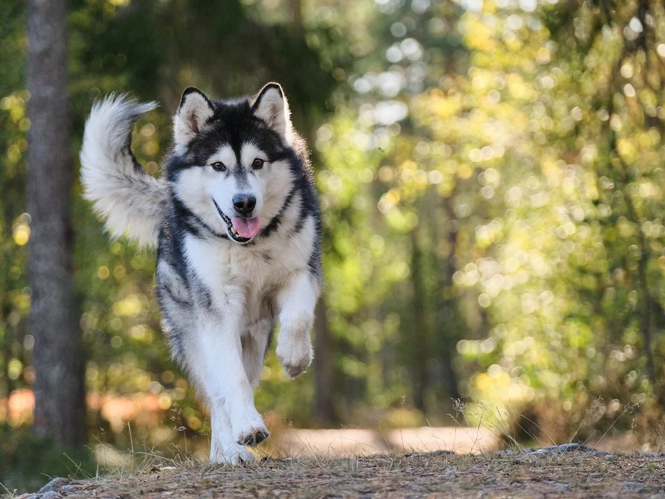 Chó Alaska - Cách phân biệt với chó Husky và cách nuôi - 27