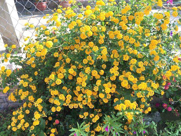 Hoa Ngũ Sắc - Đặc điểm, ý nghĩa và cách chăm cho hoa nở quanh năm - 7