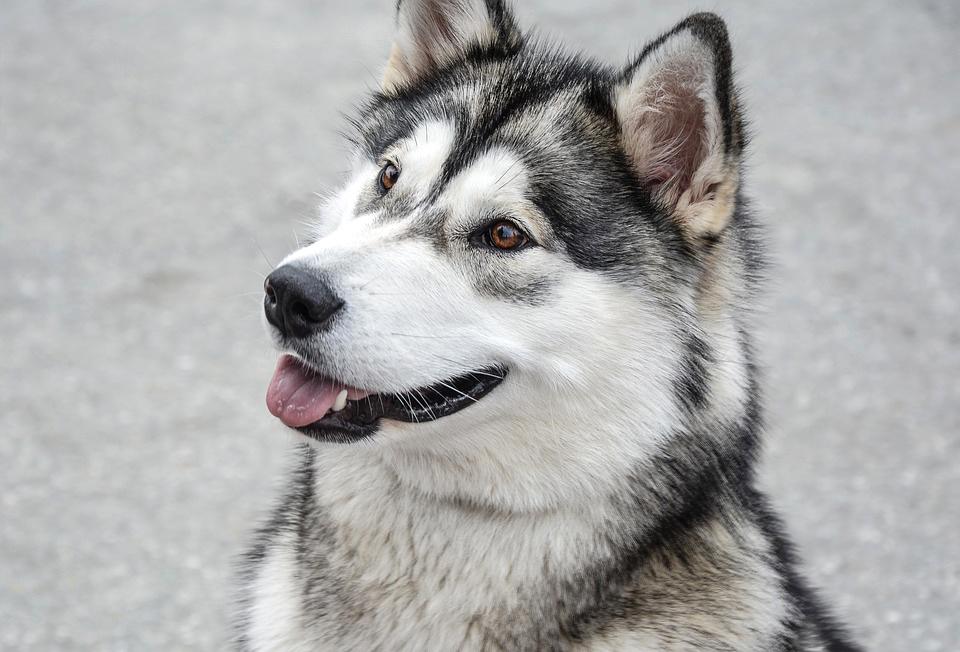 Chó Alaska - Cách phân biệt với chó Husky và cách nuôi - 17