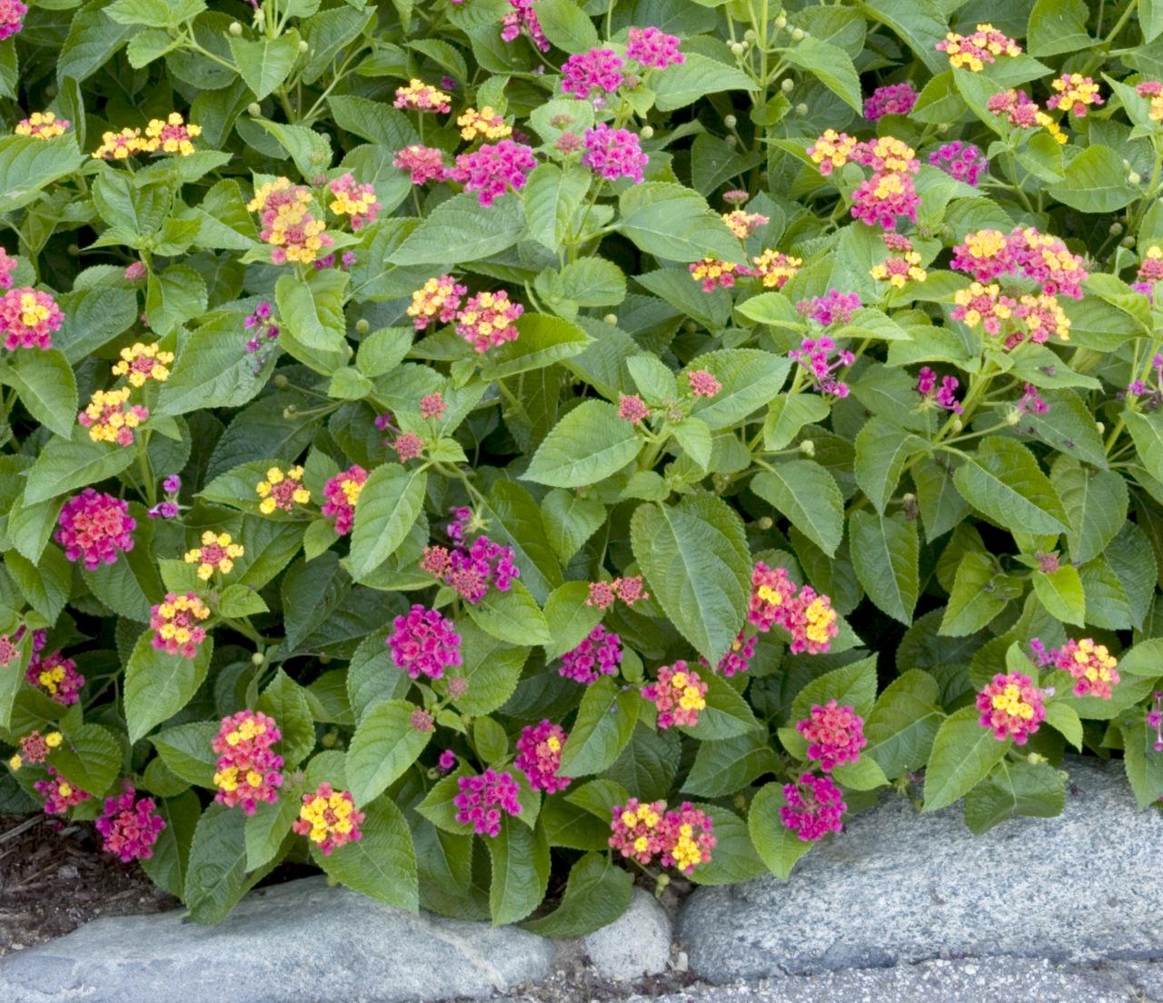 Hoa Ngũ Sắc - Đặc điểm, ý nghĩa và cách chăm cho hoa nở quanh năm - 1