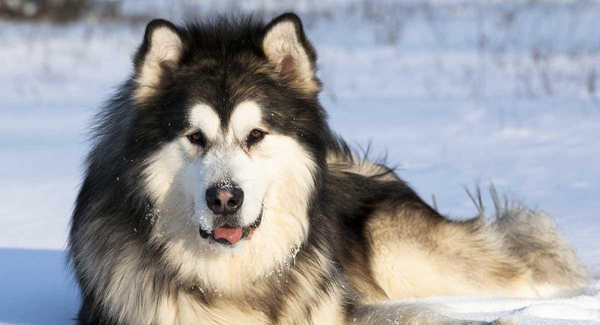 Chó Alaska - Cách phân biệt với chó Husky và cách nuôi - 5