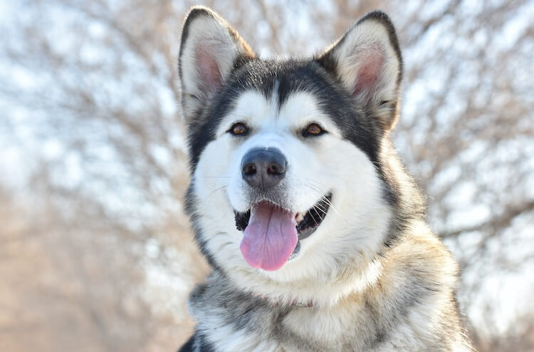 Chó Alaska - Cách phân biệt với chó Husky và cách nuôi - 35