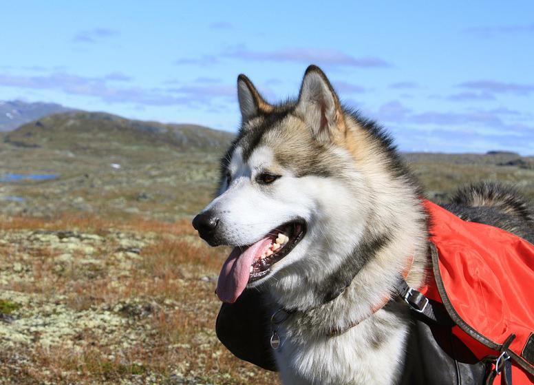 Chó Alaska - Cách phân biệt với chó Husky và cách nuôi - 29