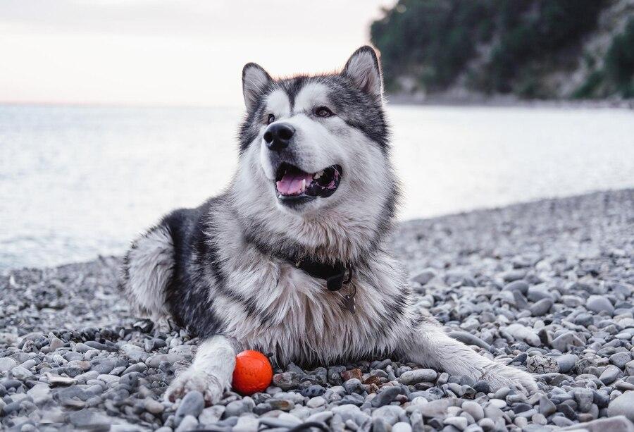 Chó Alaska - Cách phân biệt với chó Husky và cách nuôi - 8