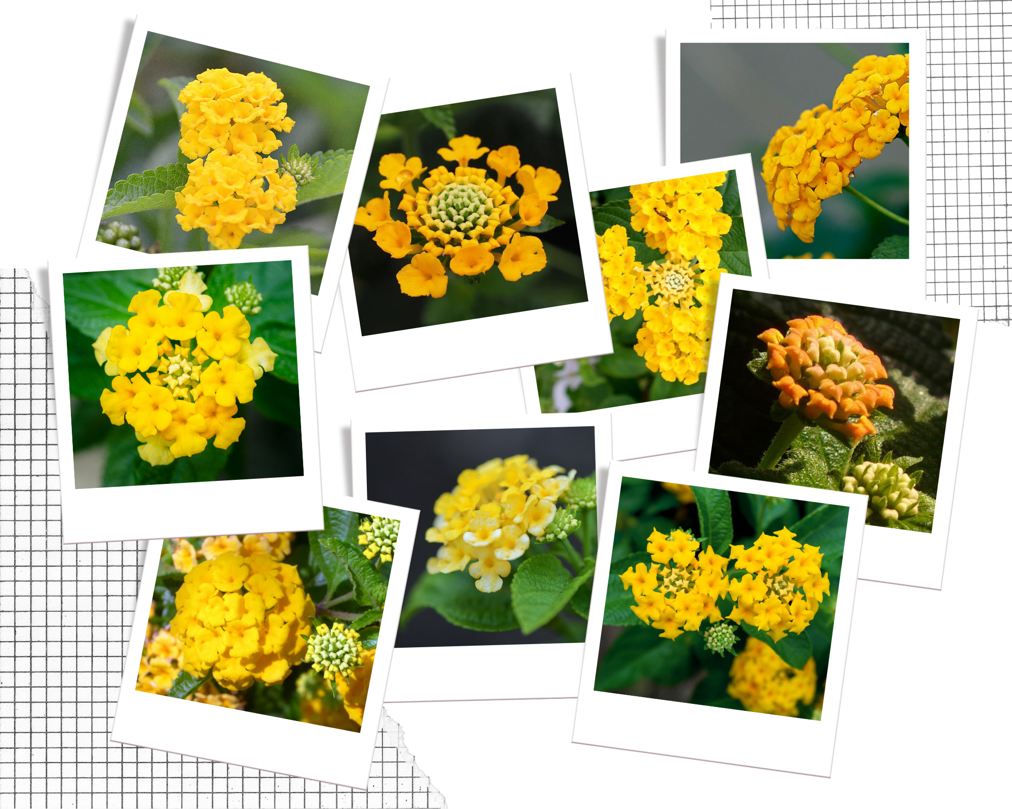 Hoa Ngũ Sắc - Đặc điểm, ý nghĩa và cách chăm cho hoa nở quanh năm - 15