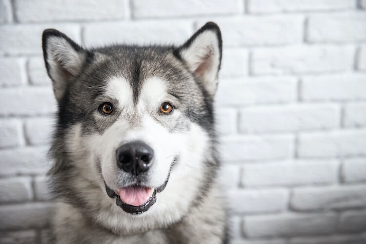 Chó Alaska - Cách phân biệt với chó Husky và cách nuôi - 34