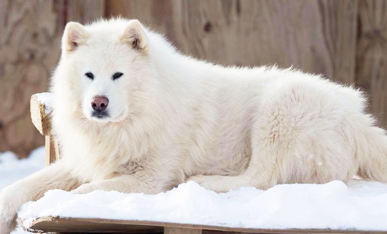 Chó Alaska - Cách phân biệt với chó Husky và cách nuôi - 13