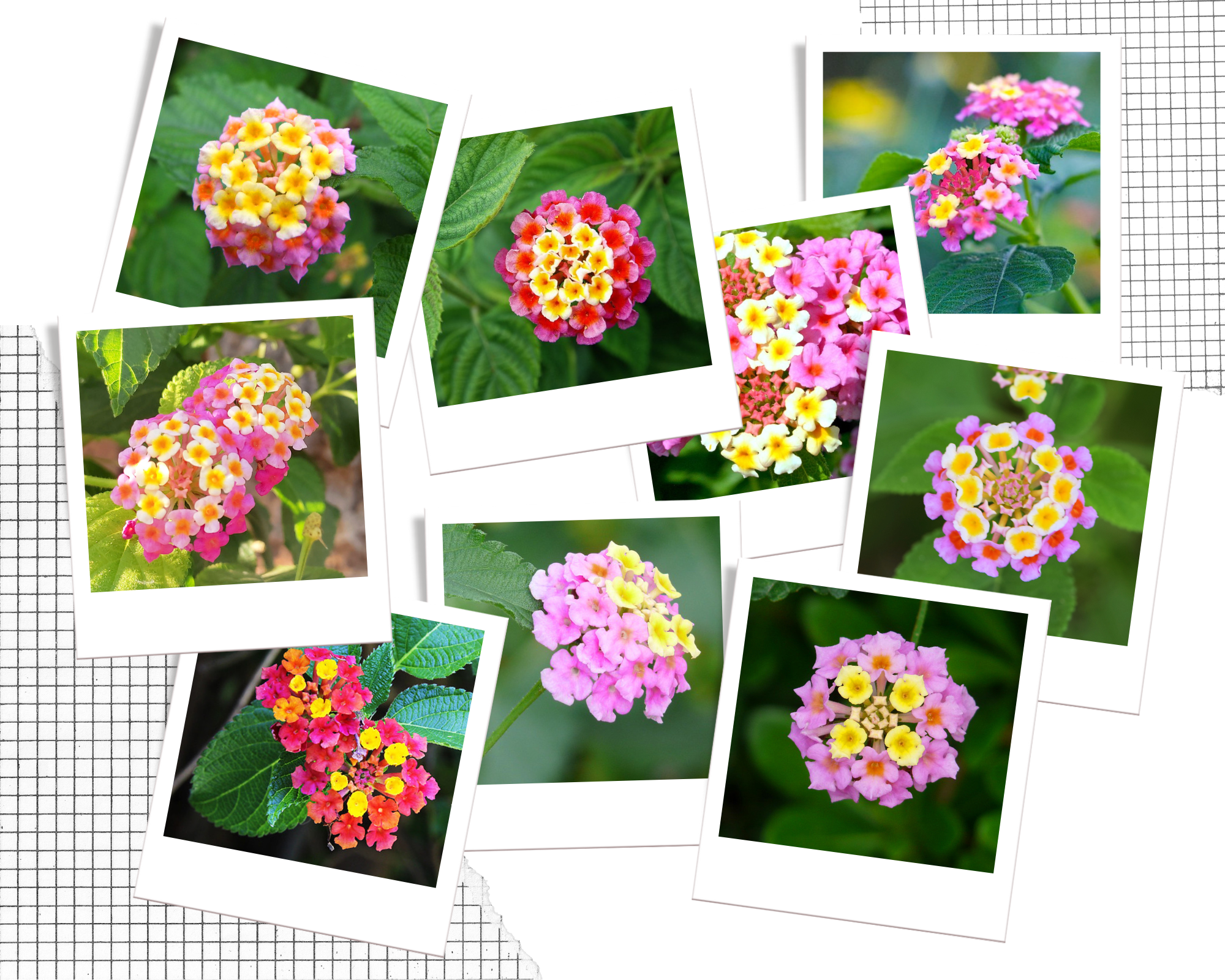 Hoa Ngũ Sắc - Đặc điểm, ý nghĩa và cách chăm cho hoa nở quanh năm - 18