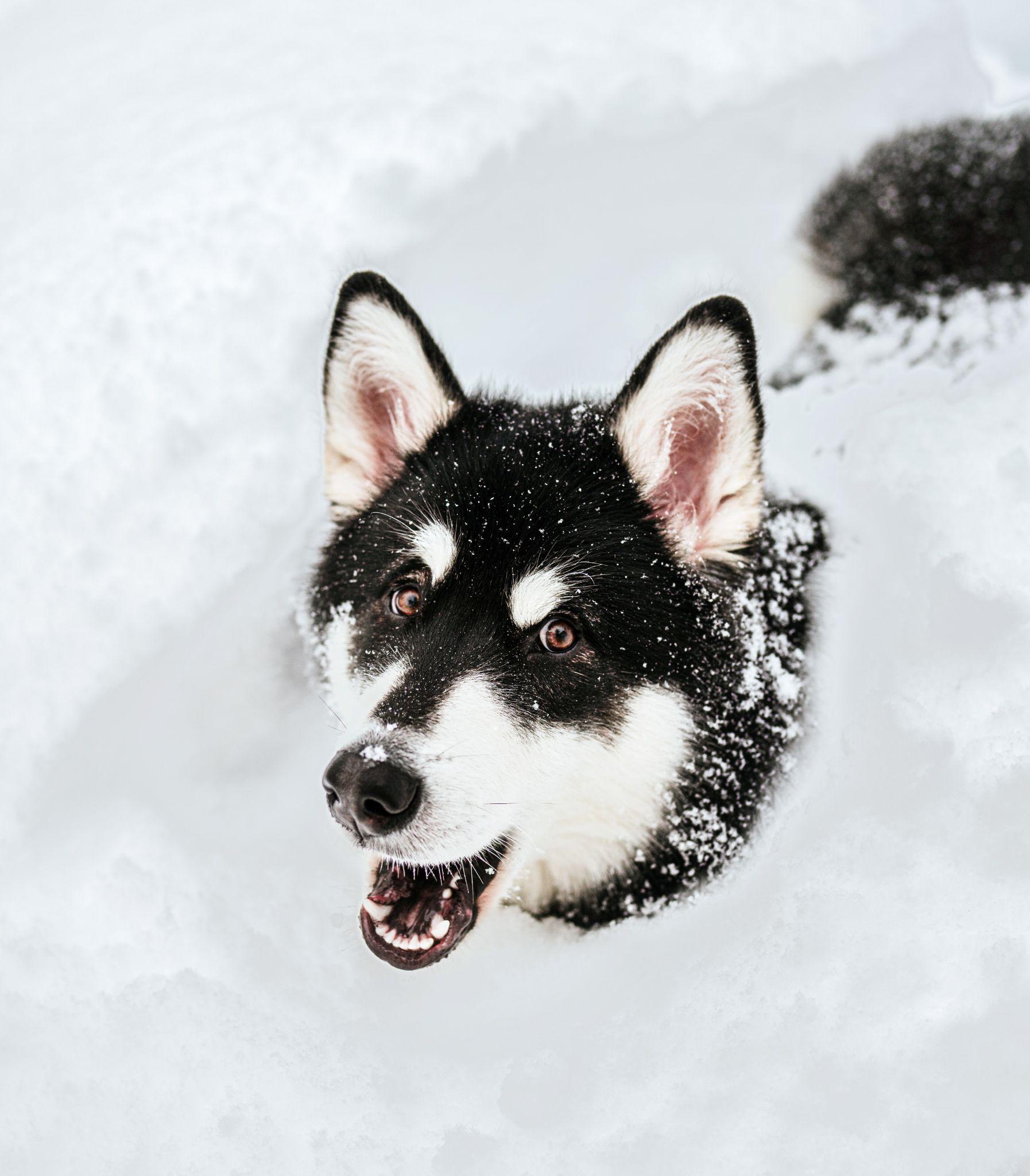 Chó Alaska - Cách phân biệt với chó Husky và cách nuôi - 22