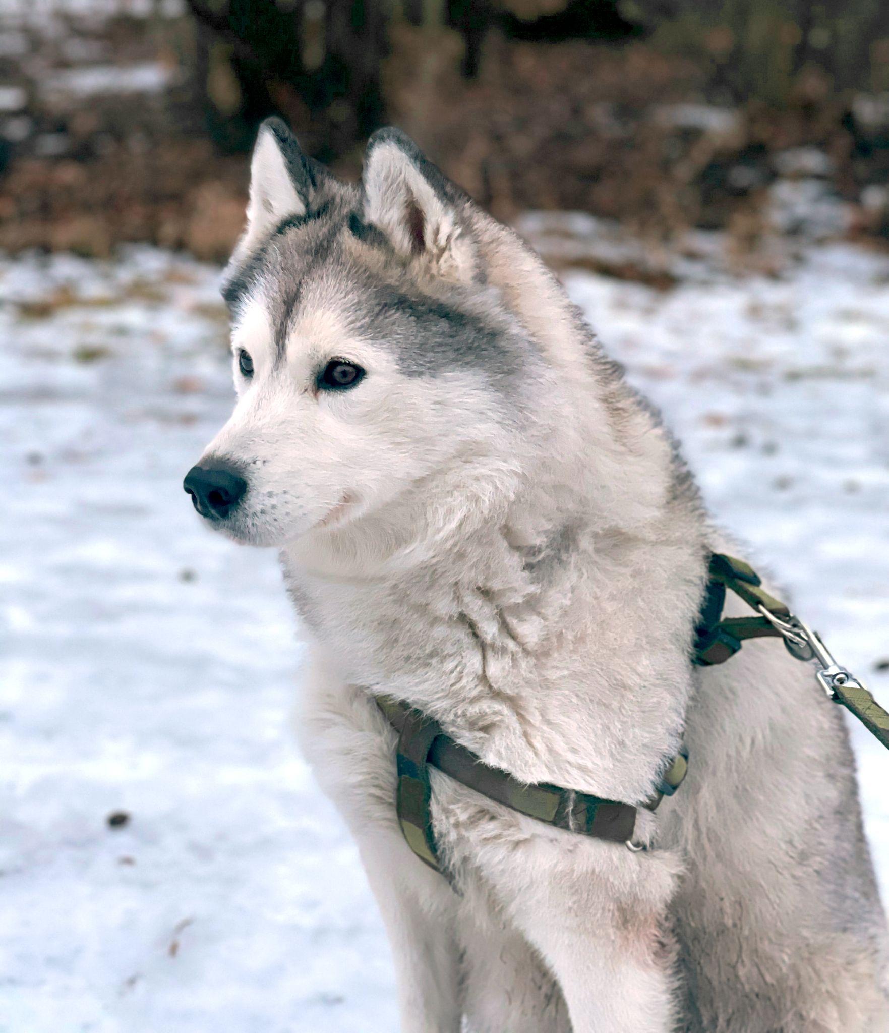 Chó Alaska - Cách phân biệt với chó Husky và cách nuôi - 37