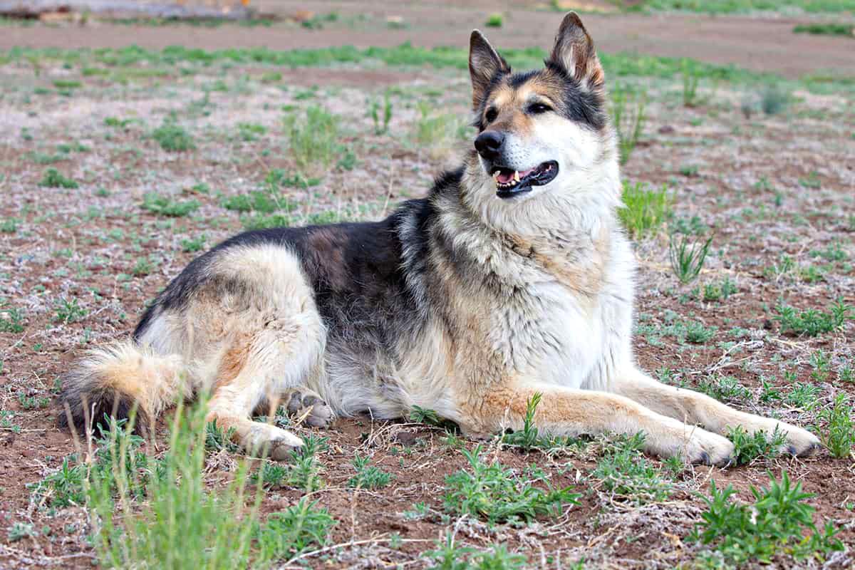 Chó Alaska - Cách phân biệt với chó Husky và cách nuôi - 21