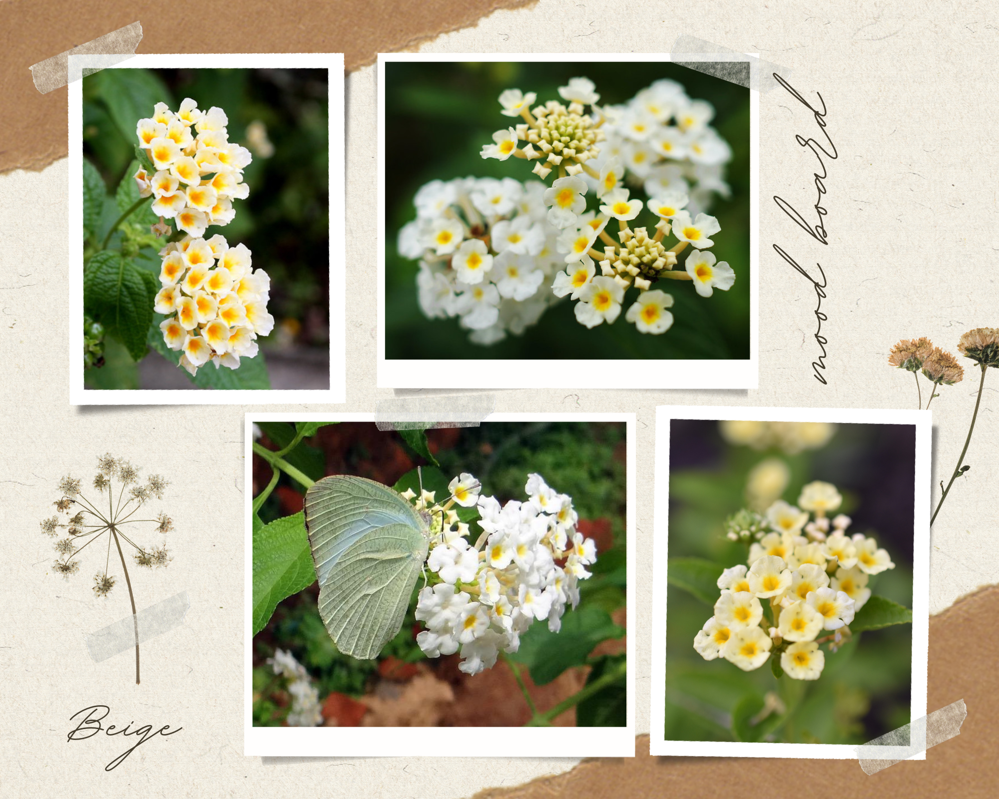 Hoa Ngũ Sắc - Đặc điểm, ý nghĩa và cách chăm cho hoa nở quanh năm - 16