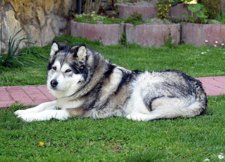 Chó Alaska - Cách phân biệt với chó Husky và cách nuôi - 15