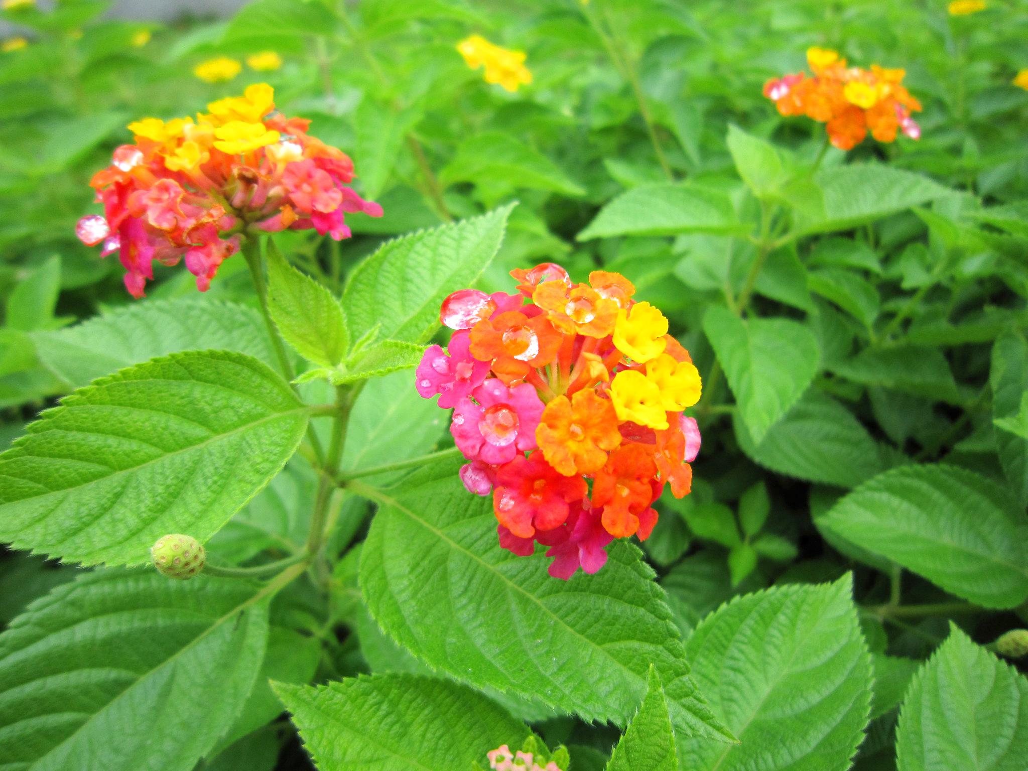 Hoa Ngũ Sắc - Đặc điểm, ý nghĩa và cách chăm cho hoa nở quanh năm - 3