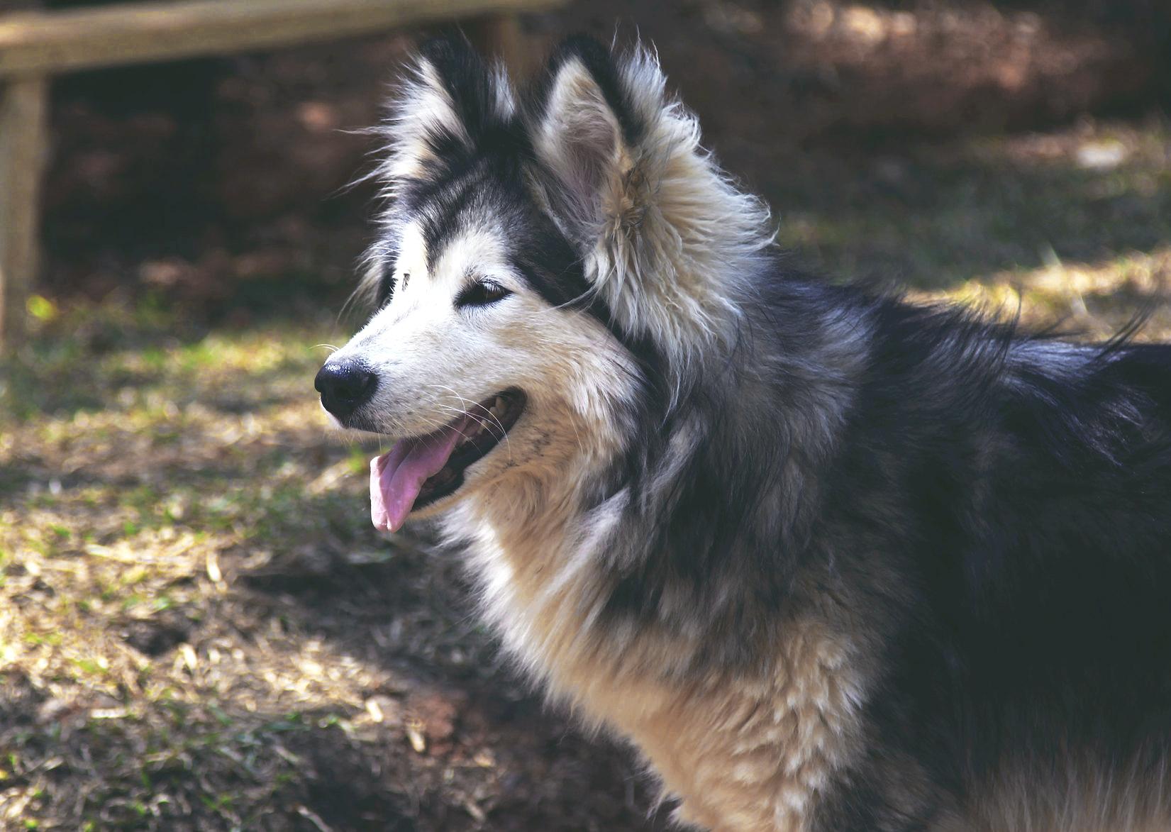 Chó Alaska - Cách phân biệt với chó Husky và cách nuôi - 31