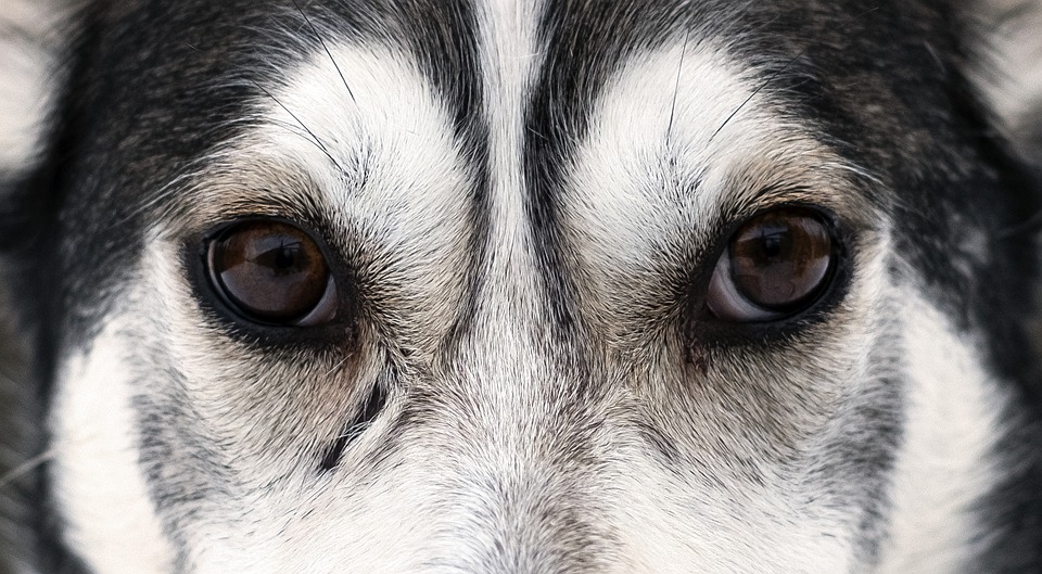 Chó Alaska - Cách phân biệt với chó Husky và cách nuôi - 6