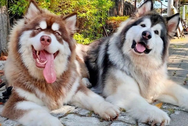 Chó Alaska - Cách phân biệt với chó Husky và cách nuôi - 16