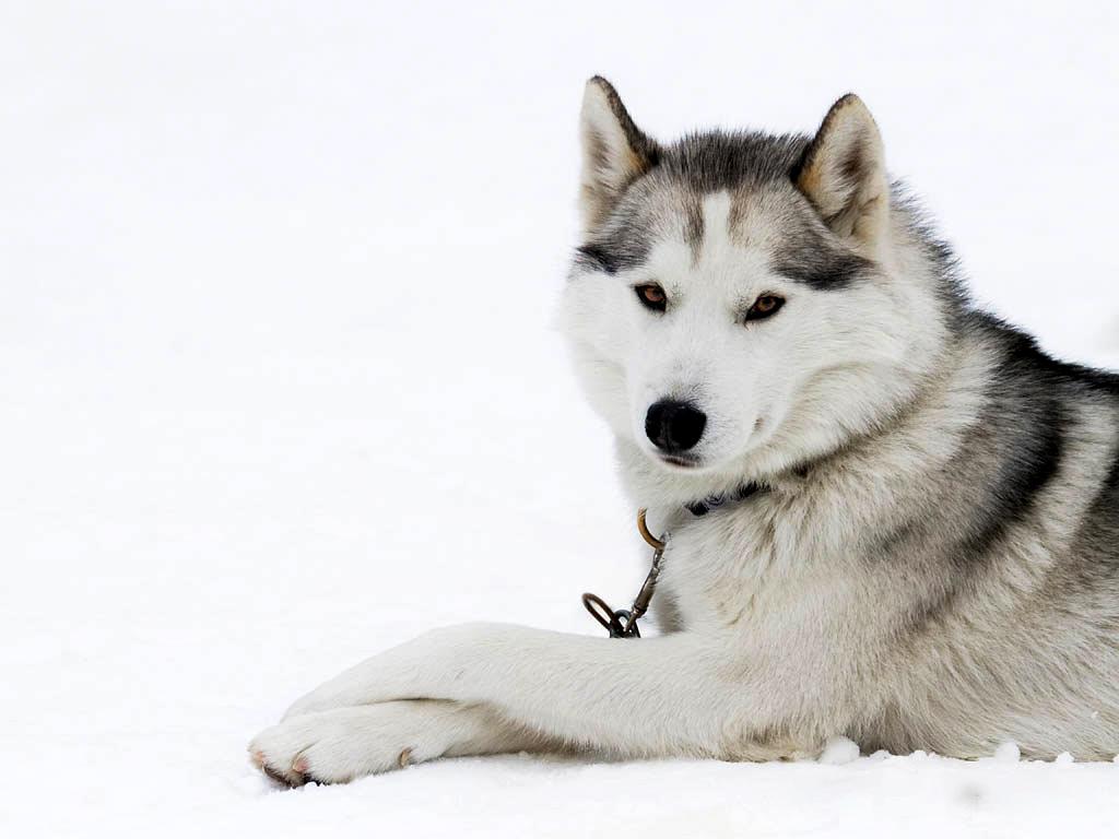 Chó Alaska - Cách phân biệt với chó Husky và cách nuôi - 10