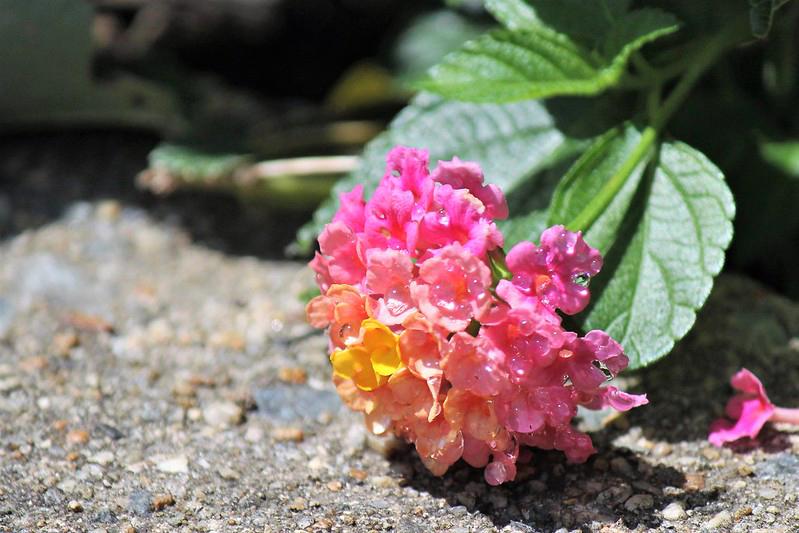 Hoa Ngũ Sắc - Đặc điểm, ý nghĩa và cách chăm cho hoa nở quanh năm - 20