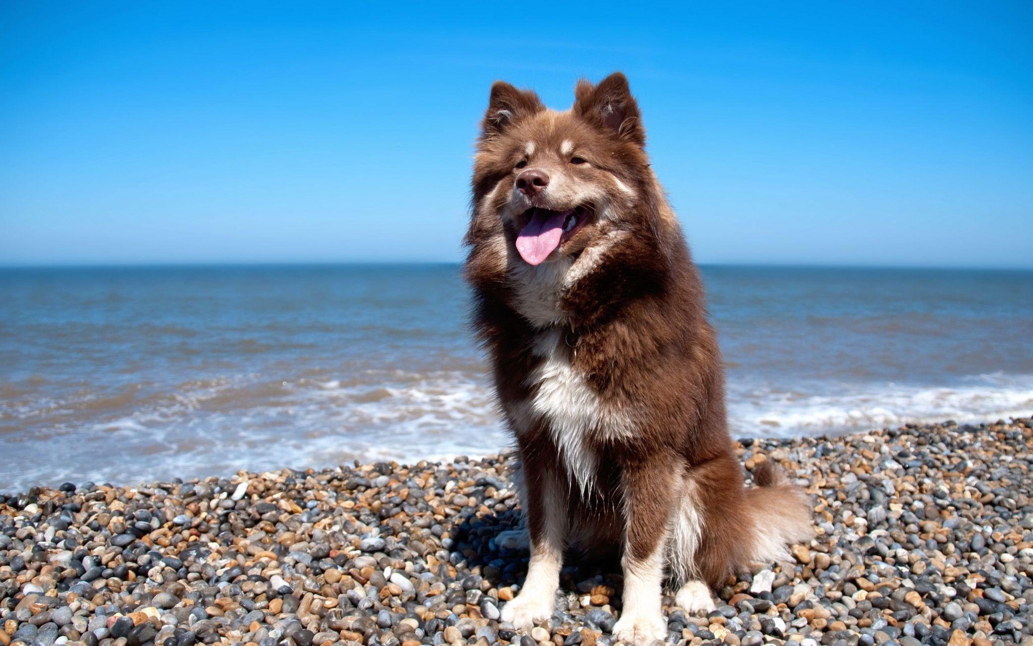 Chó Alaska - Cách phân biệt với chó Husky và cách nuôi - 11