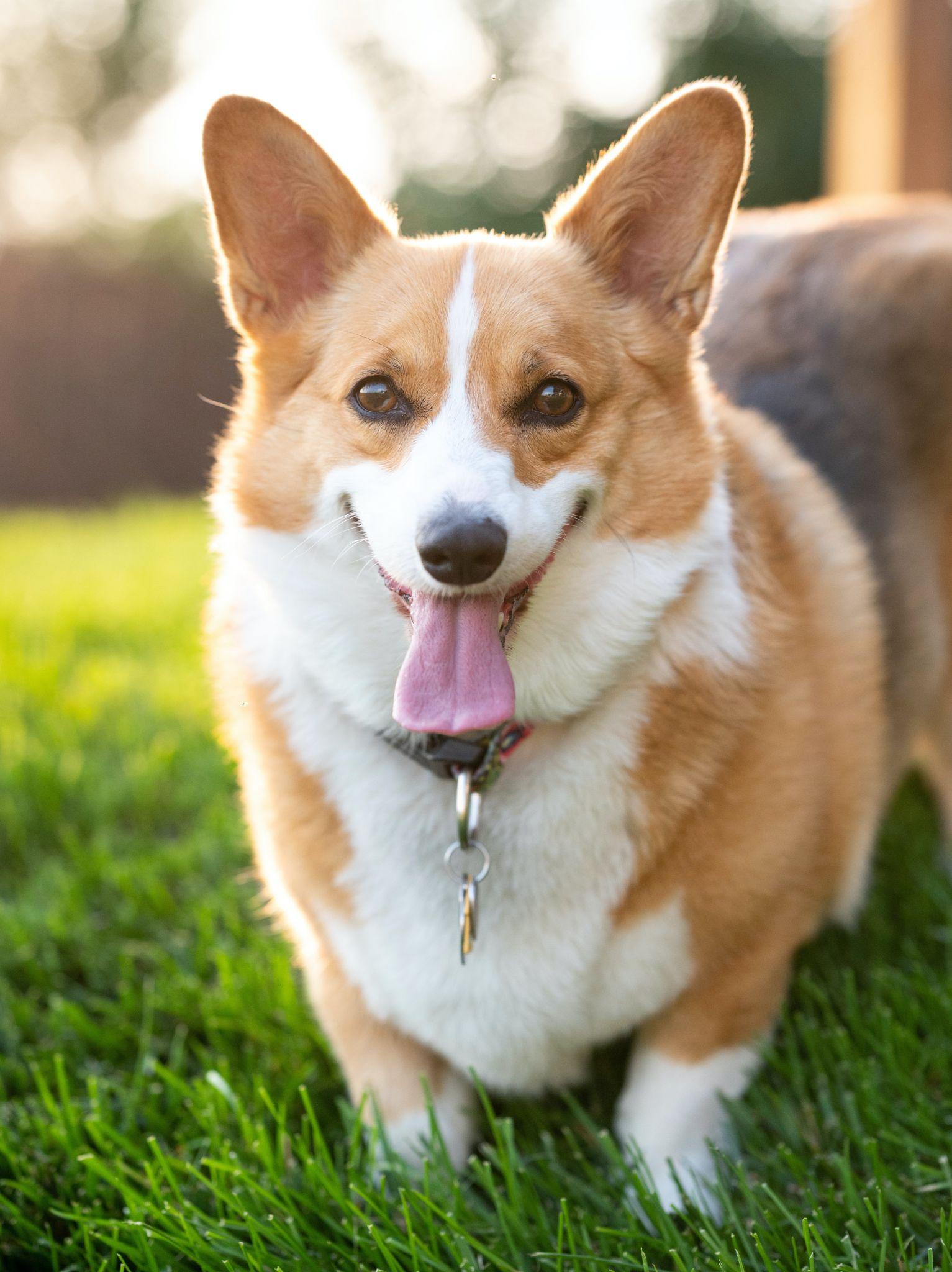 Chó Corgi - Nguồn gốc, đặc điểm và cách chăm sóc tốt nhất