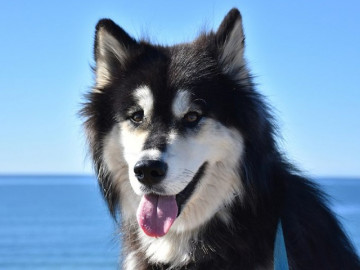 Chó Alaska - Cách phân biệt với chó Husky và cách nuôi
