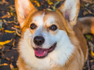 Chó Corgi - Nguồn gốc, đặc điểm và cách chăm sóc tốt nhất