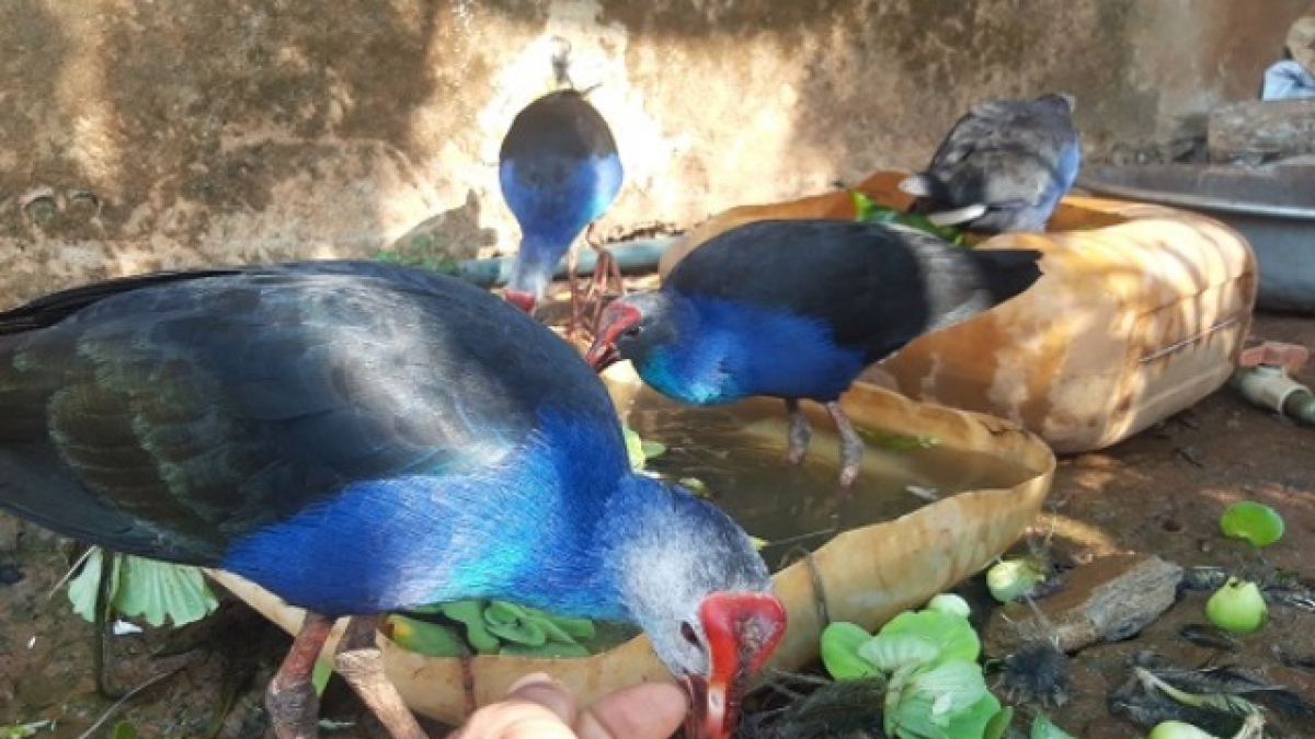 Trang trại nuôi chim cút an toàn - Nghề nông