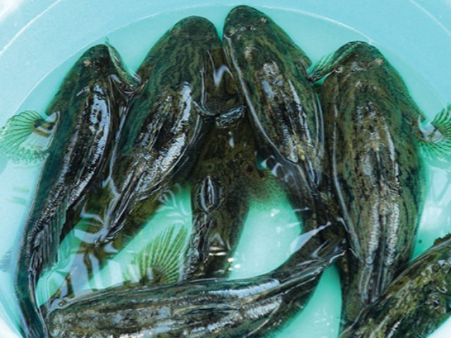 Loại cá xưa có đầy không ai ăn, giờ thành đặc sản xuất hiện trong nhà hàng, vừa ngon lại thơm, 530.000 đồng/kg