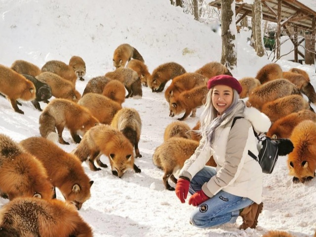 Thích thú với ngôi làng có hàng trăm con cáo béo ở Nhật Bản