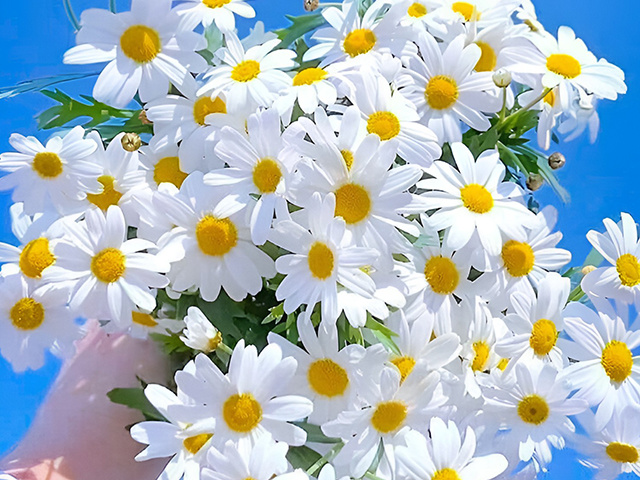 Cúc trắng là một loài hoa tuyệt vời với sắc trắng tinh khôi và hương thơm dịu nhẹ. Những cánh hoa cuốn hút nhỏ bé này đã trở thành biểu tượng cho sự trong sạch và tinh khiết. Hãy nhấp vào hình ảnh để thưởng thức vẻ đẹp tuyệt vời của cúc trắng.