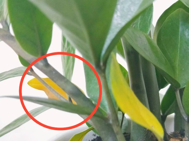 Cây kim tiền ngả vàng do sai 4 điều này, khắc phục được lá xanh, càng nuôi càng có giá