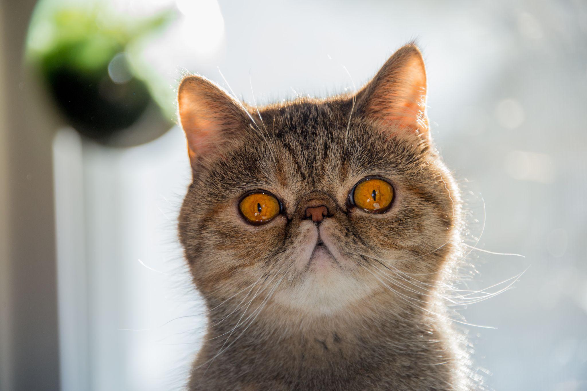 Mèo Ba Tư - Đặc điểm, giá bán, cách nuôi và chăm sóc tốt nhất - 28