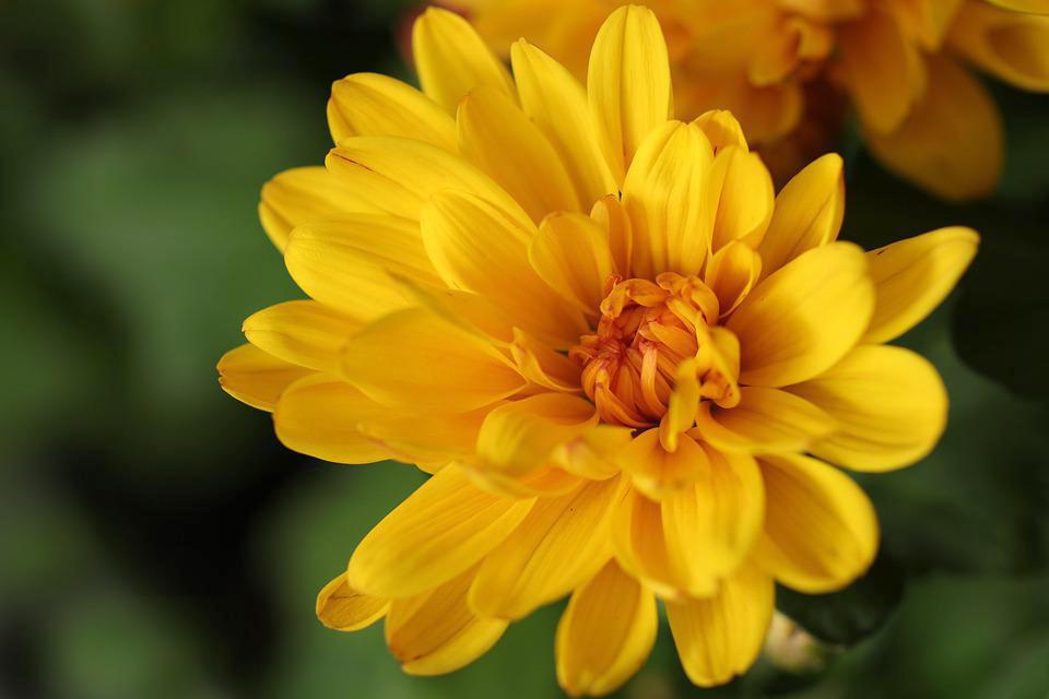 Ý nghĩa hoa cúc vàng và các loại phổ biến - 26