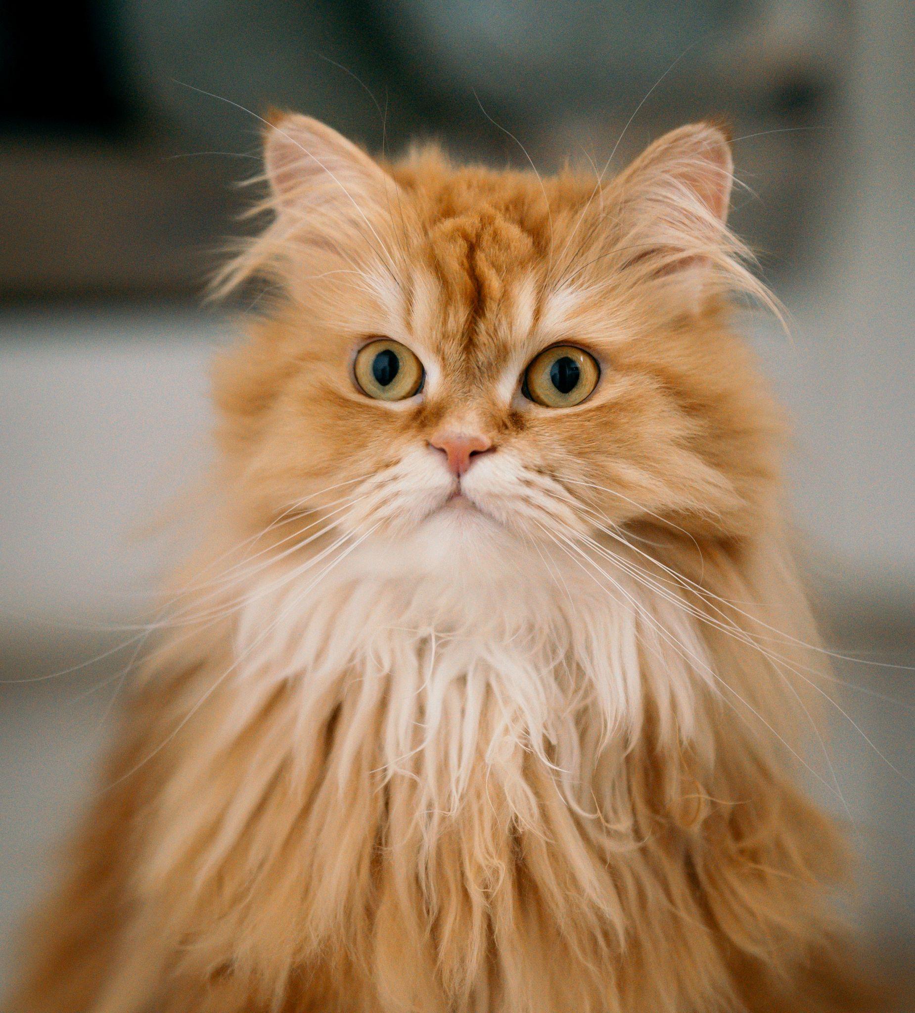 Mèo Ba Tư - Đặc điểm, giá bán, cách nuôi và chăm sóc tốt nhất - 25