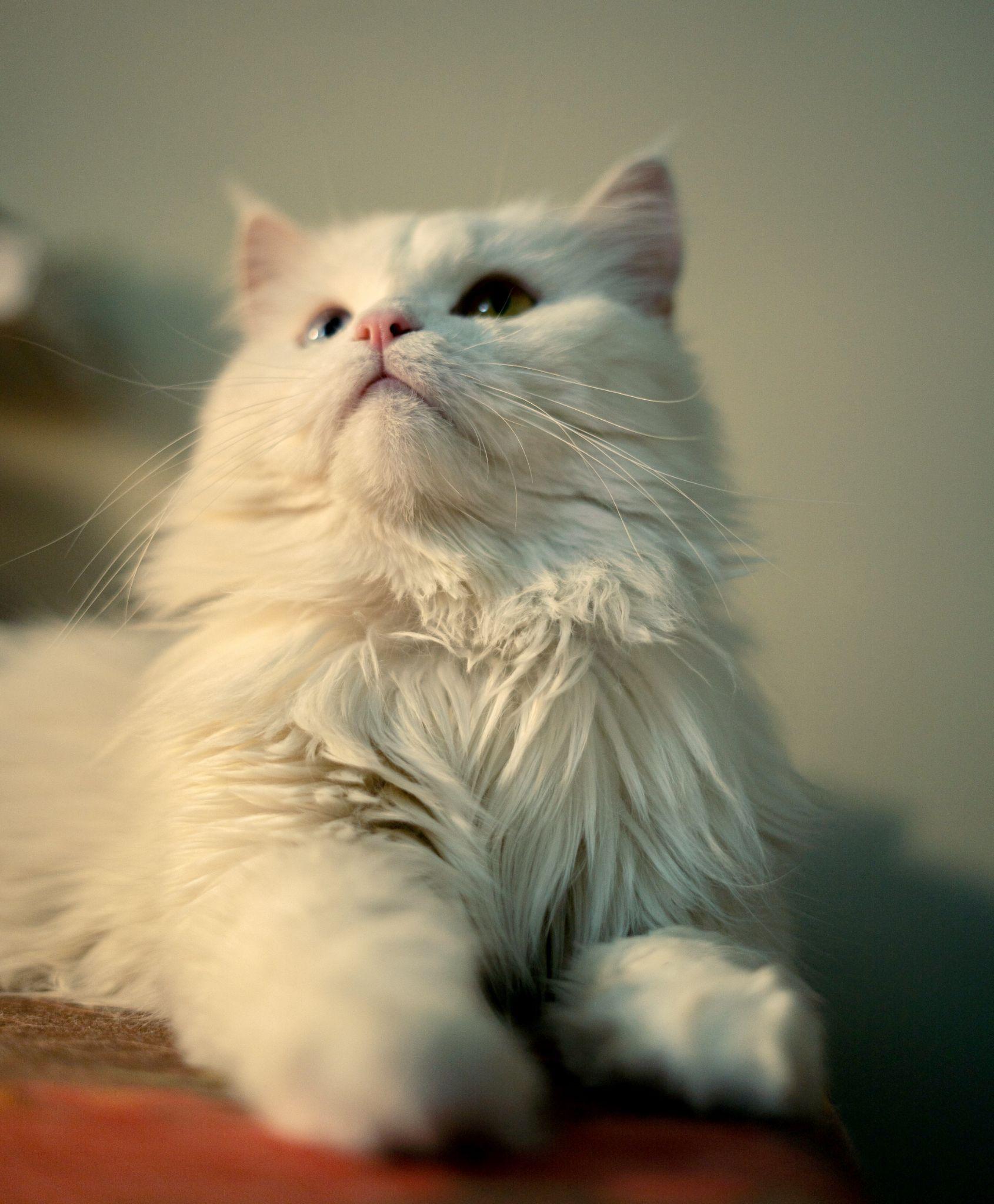 Mèo Ba Tư - Đặc điểm, giá bán, cách nuôi và chăm sóc tốt nhất - 32