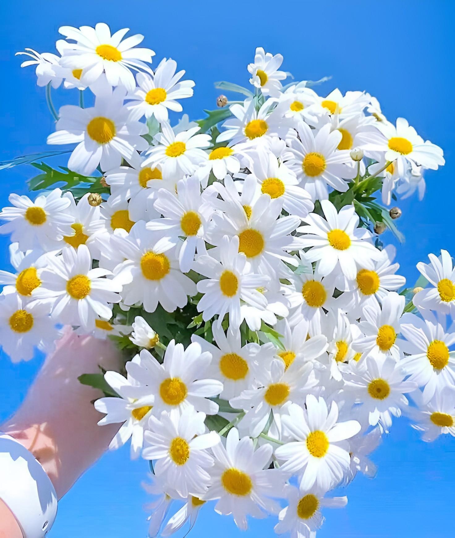 CÚC HỌA MI NỞ THÁNG MẤY | Mùa hoa cúc họa mi