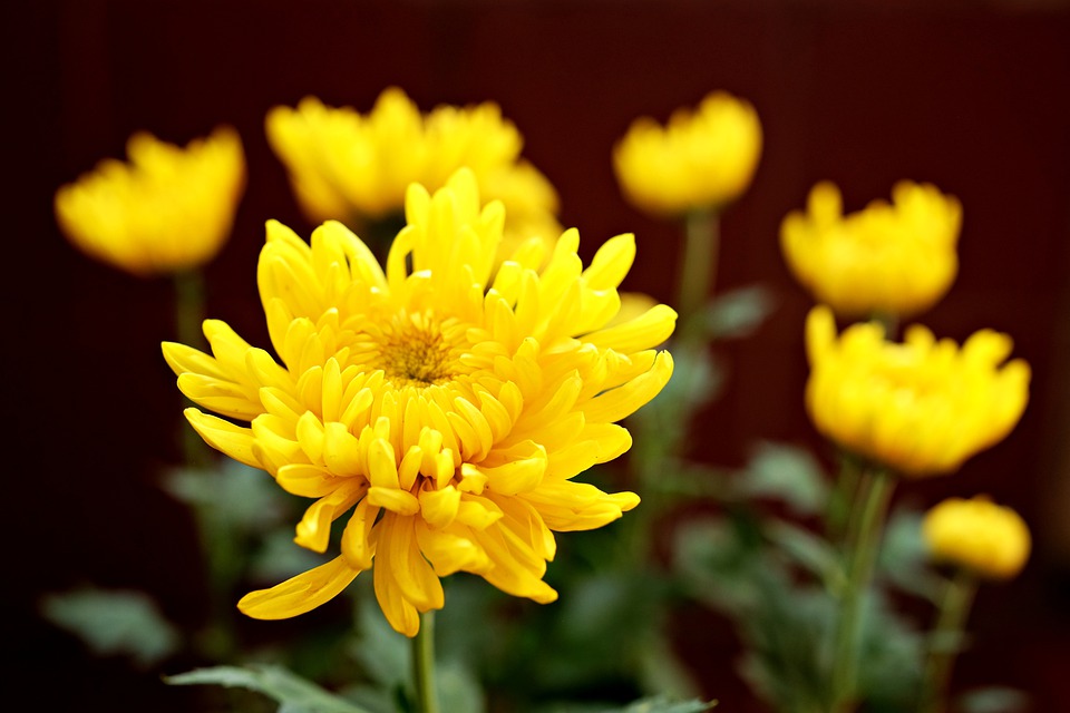 Ý nghĩa hoa cúc vàng và các loại phổ biến - 3