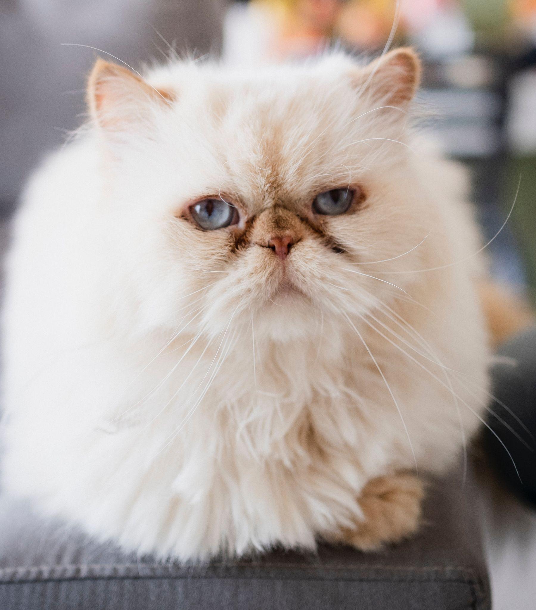 Mèo Ba Tư - Đặc điểm, giá bán, cách nuôi và chăm sóc tốt nhất - 15