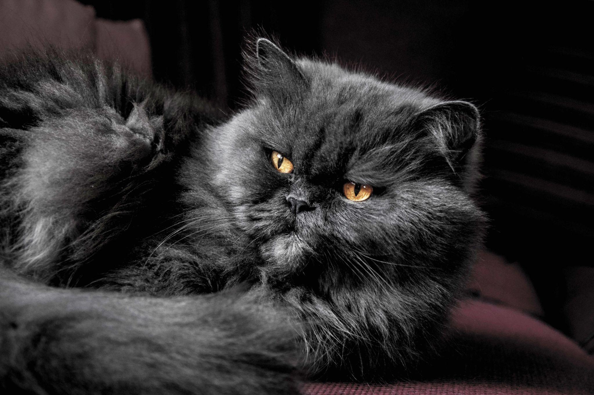 Mèo Ba Tư - Đặc điểm, giá bán, cách nuôi và chăm sóc tốt nhất - 22