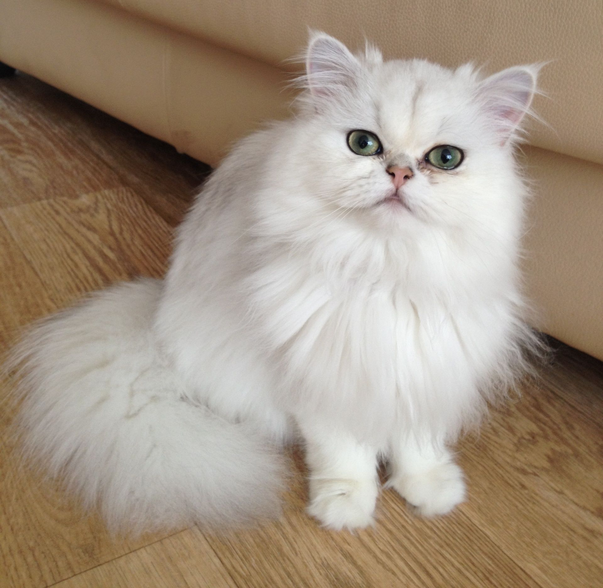 Mèo Ba Tư - Đặc điểm, giá bán, cách nuôi và chăm sóc tốt nhất - 17