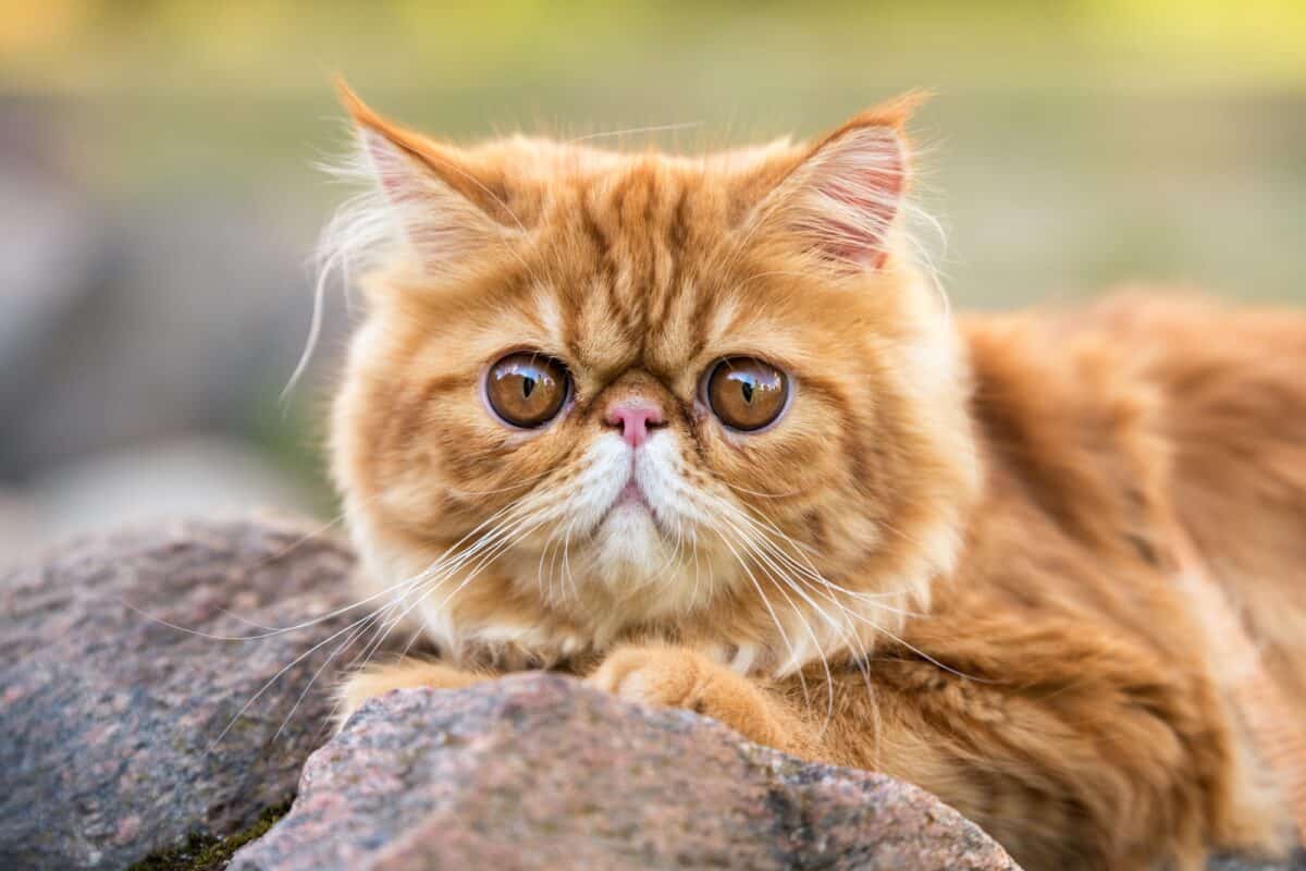 Mèo Ba Tư - Đặc điểm, giá bán, cách nuôi và chăm sóc tốt nhất - 3