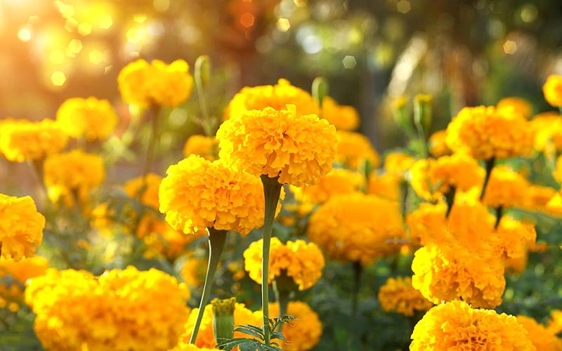 Ý nghĩa hoa cúc vàng và các loại phổ biến - 15
