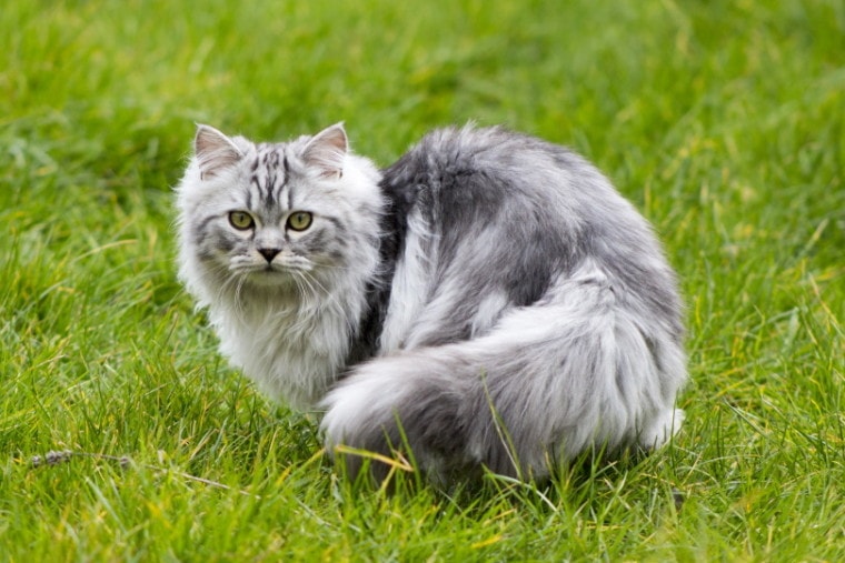Mèo Ba Tư - Đặc điểm, giá bán, cách nuôi và chăm sóc tốt nhất - 12