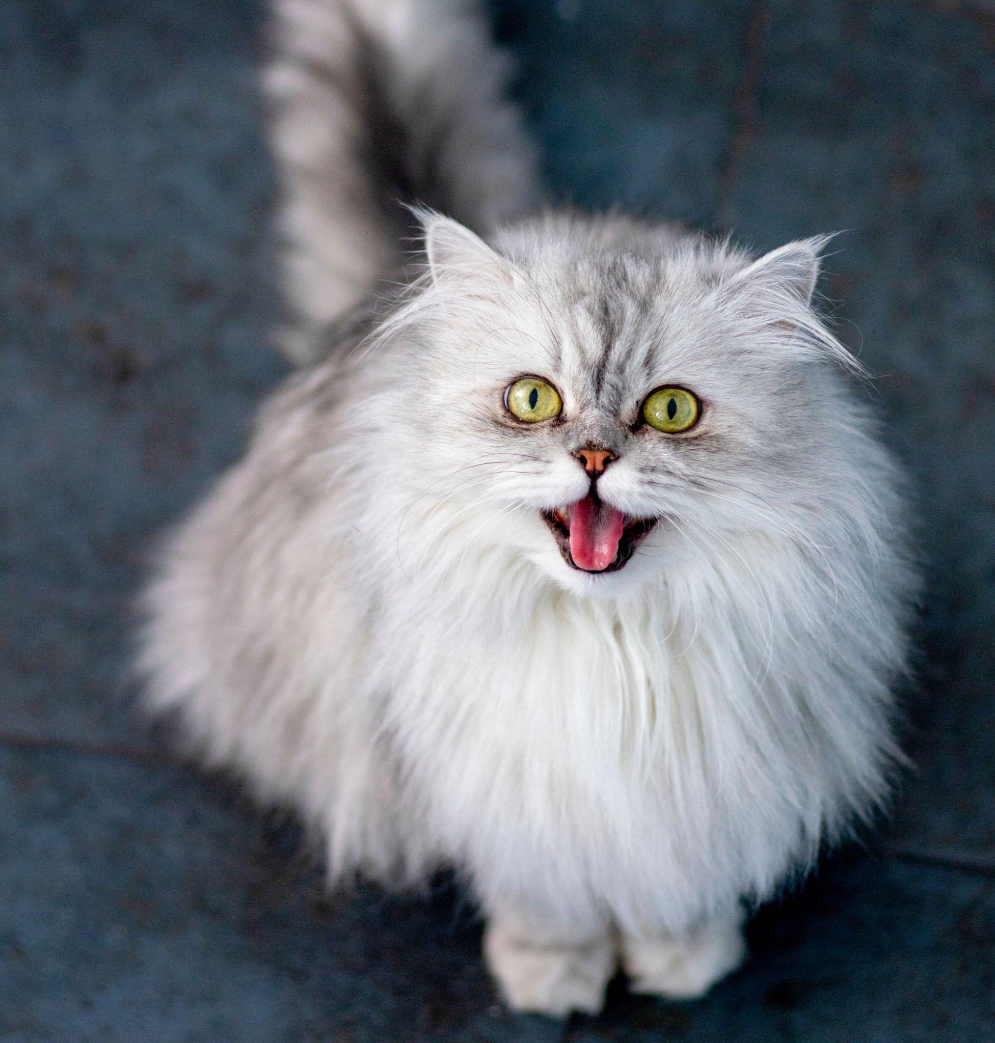 Mèo Ba Tư - Đặc điểm, giá bán, cách nuôi và chăm sóc tốt nhất - 23