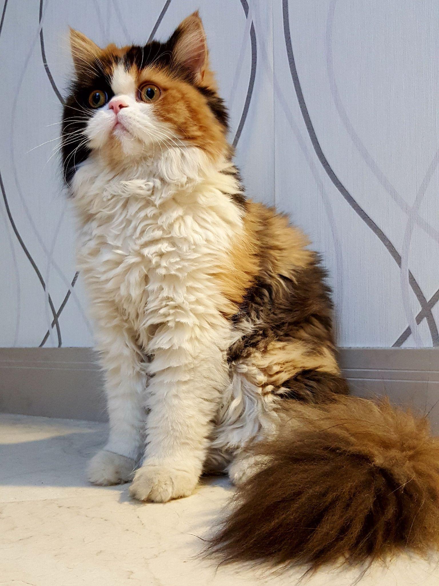 Mèo Ba Tư - Đặc điểm, giá bán, cách nuôi và chăm sóc tốt nhất - 35