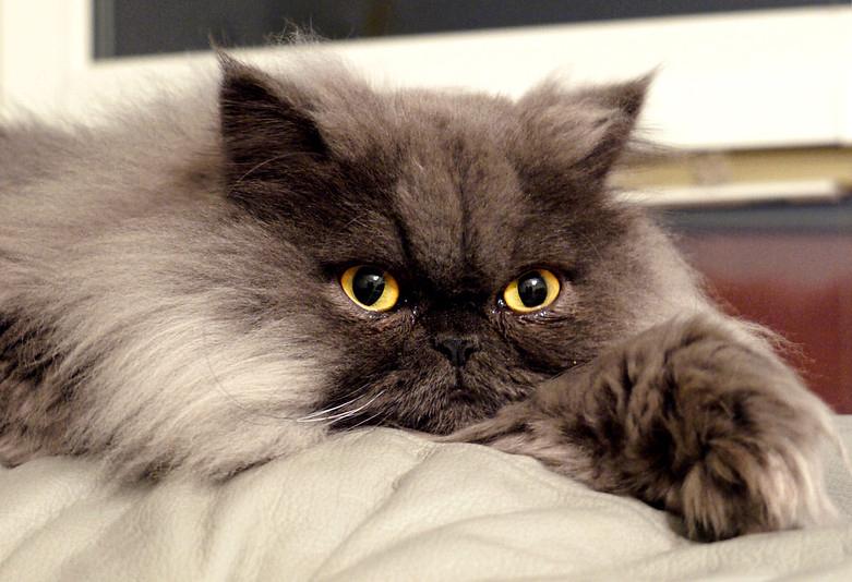 Mèo Ba Tư - Đặc điểm, giá bán, cách nuôi và chăm sóc tốt nhất - 4